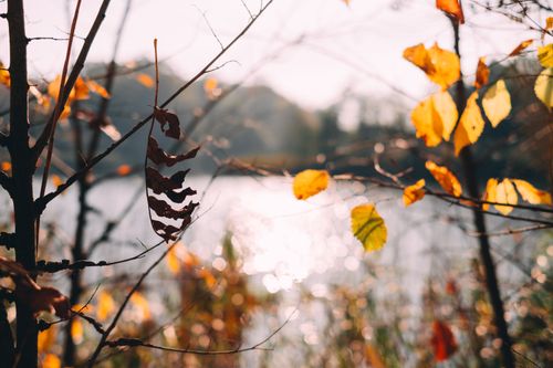 Free Bright autumn leaves with a blurry background of sunlight reflecting on water. Stock Photo