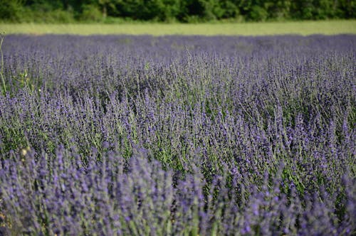 Kostnadsfri bild av blommor, blomning, fält