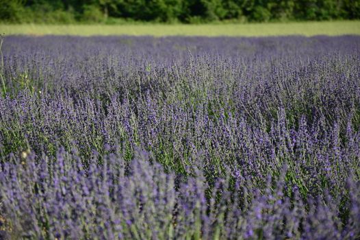 Endless blooms of lavender create a stunning summer landscape, radiating calm and beauty.. pexels, endless, blooms