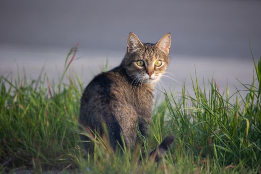 Free stock photo of animal, cat, curiosity