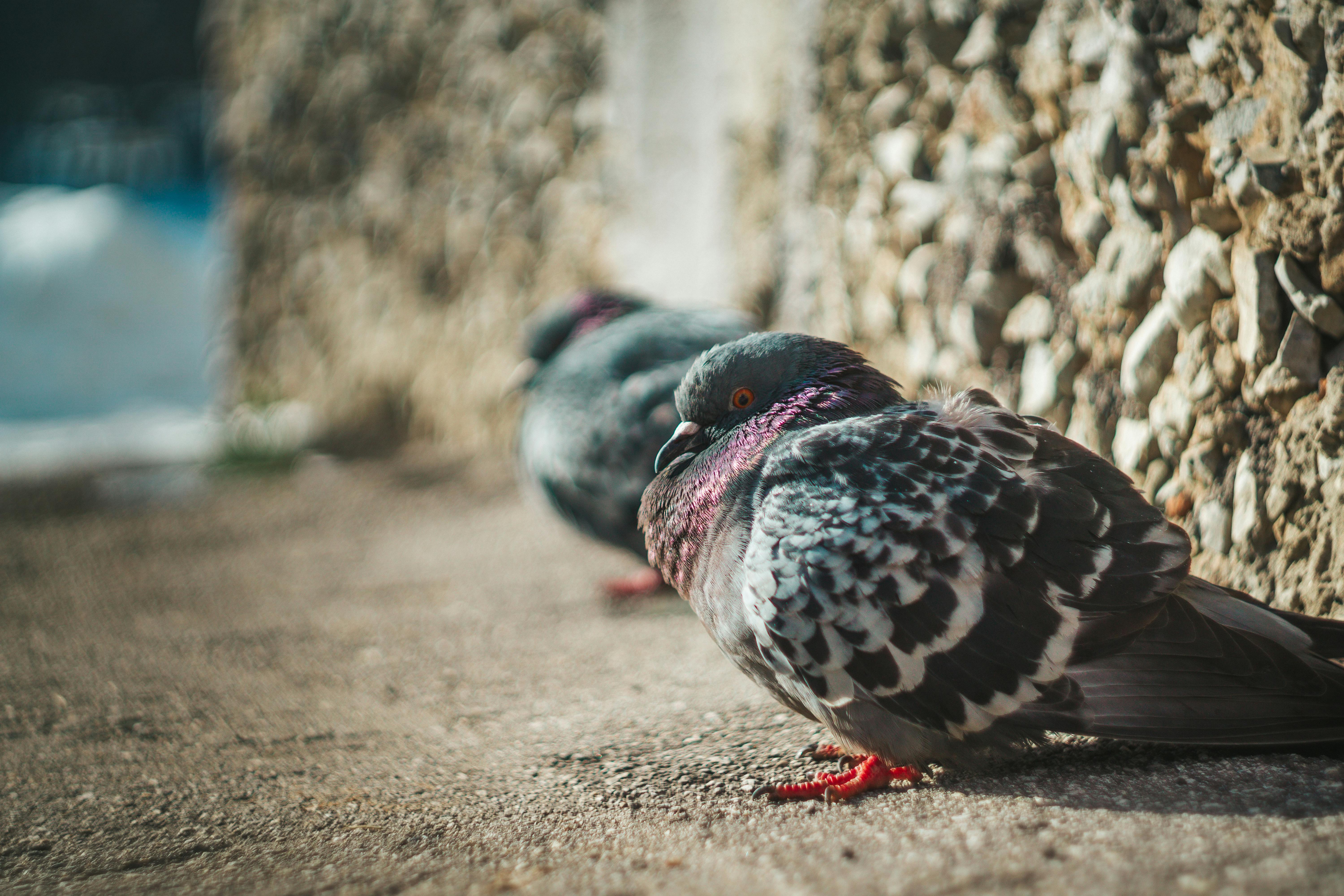 Pigeon Toed Photos, Download The BEST Free Pigeon Toed Stock Photos