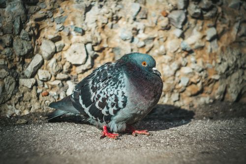 Free Detailed image of a rock pigeon perched on urban pavement with textured background. Stock Photo