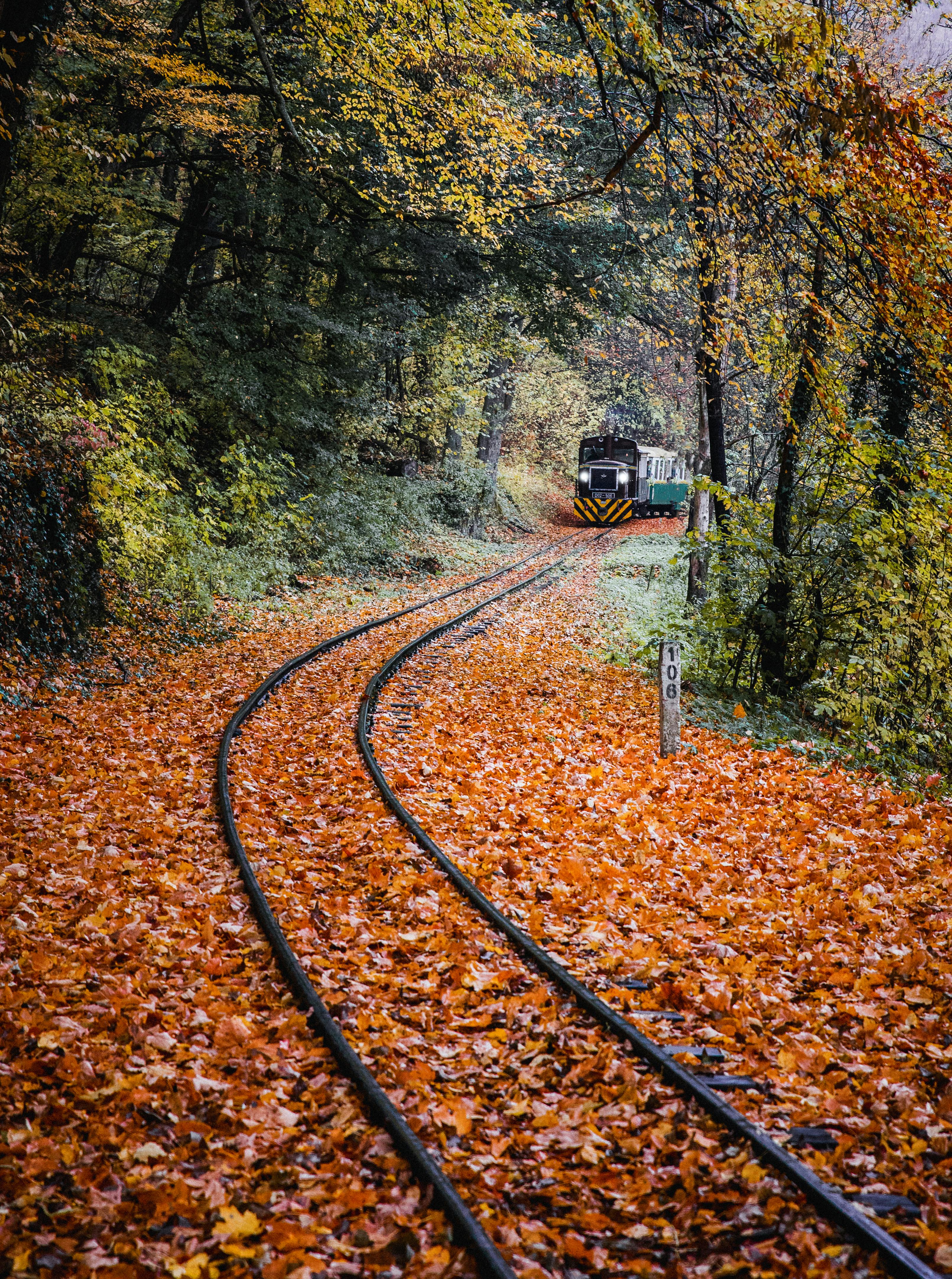 green train surrounded by trees