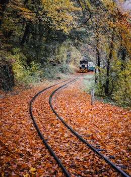 火车穿过森林，秋叶绚烂，风景秀丽