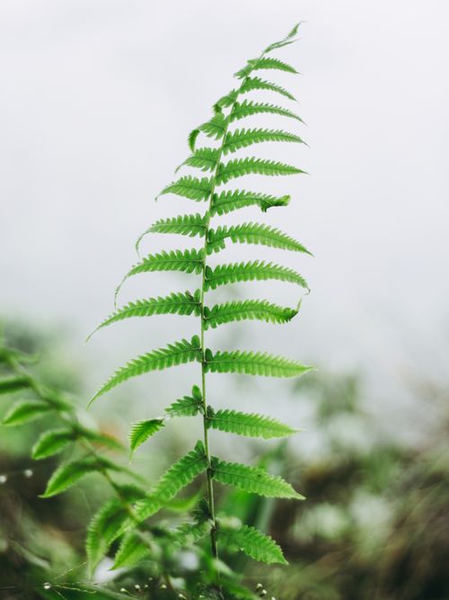 Free Close-up of a vibrant green fern in Buenavista, Quindío, Colombia, showcasing natural beauty. Stock Photo