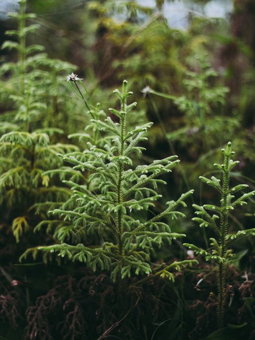 Free Close-up of lush green plants in Buenavista, Colombia. Vibrant and natural setting. Stock Photo