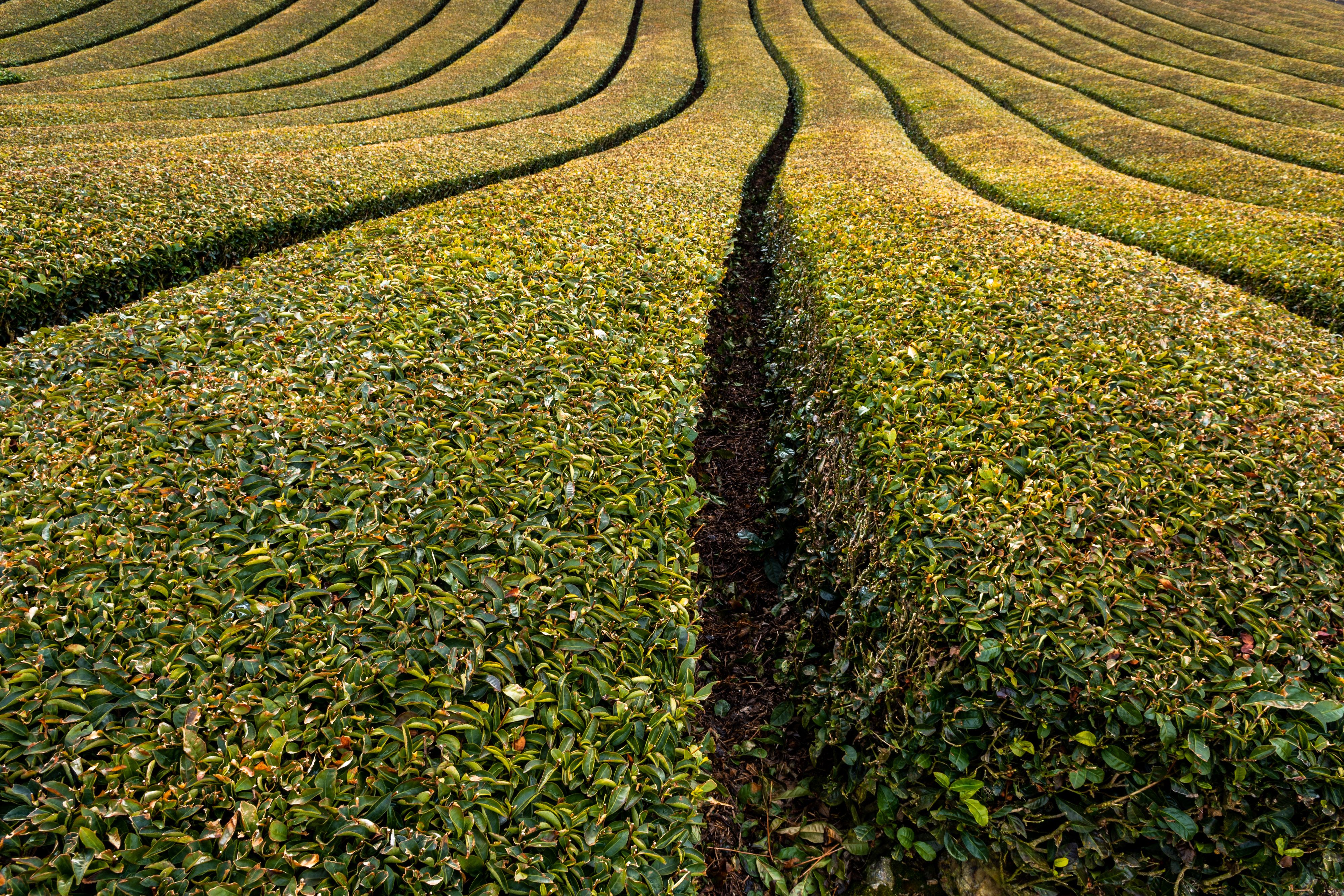 Caton Agriculture Photos, Download The BEST Free Caton Agriculture ...