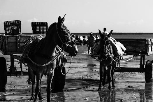 Black and white image of donkey carts on the beach at Jericoacoara, Brazil.