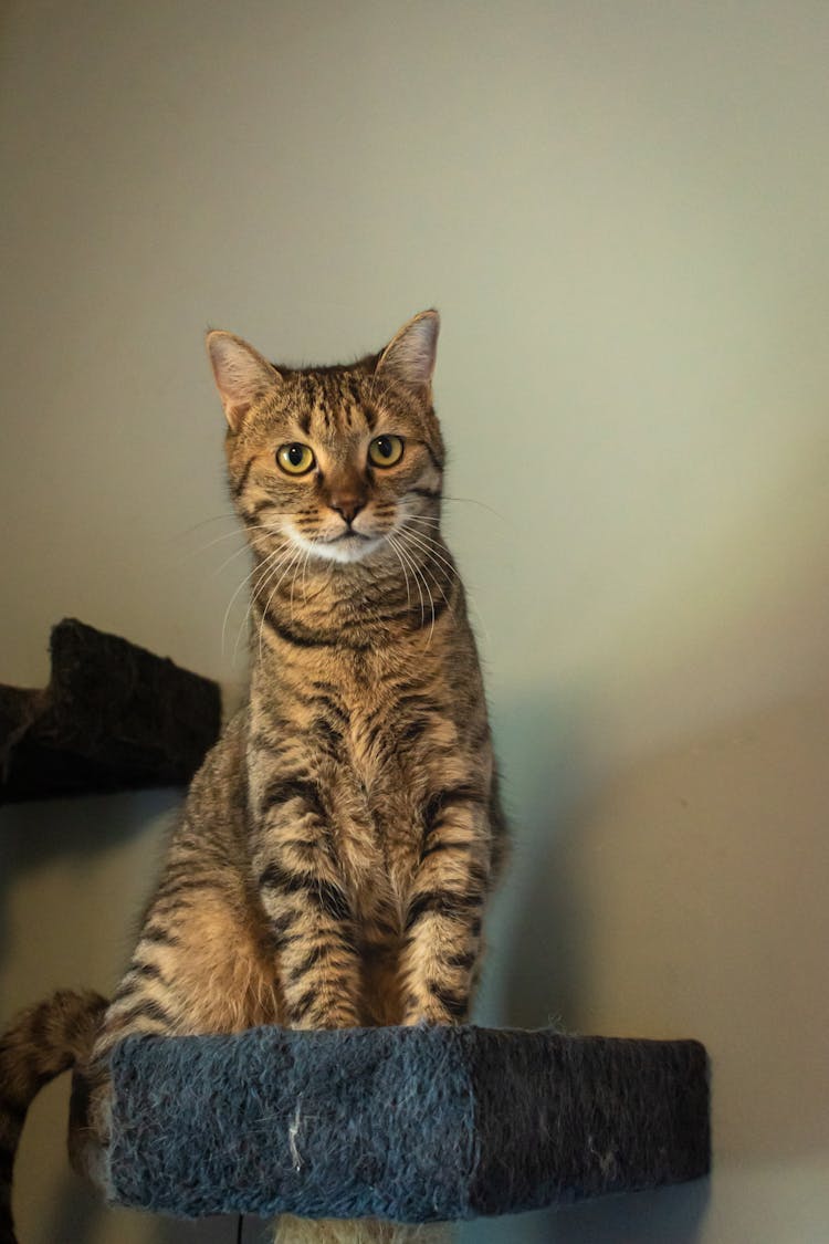 Cat Sitting On A Scratching Post