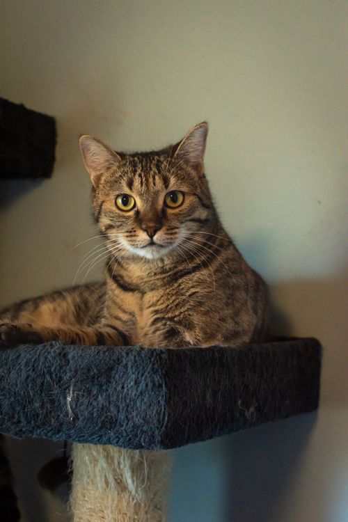 Free A cute tabby cat lying comfortably on a dark blue cat tree indoors. Stock Photo