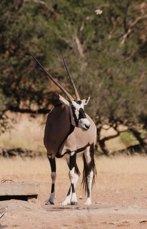Free A striking oryx stands majestically in the savannah of Sesriem, Namibia. Stock Photo