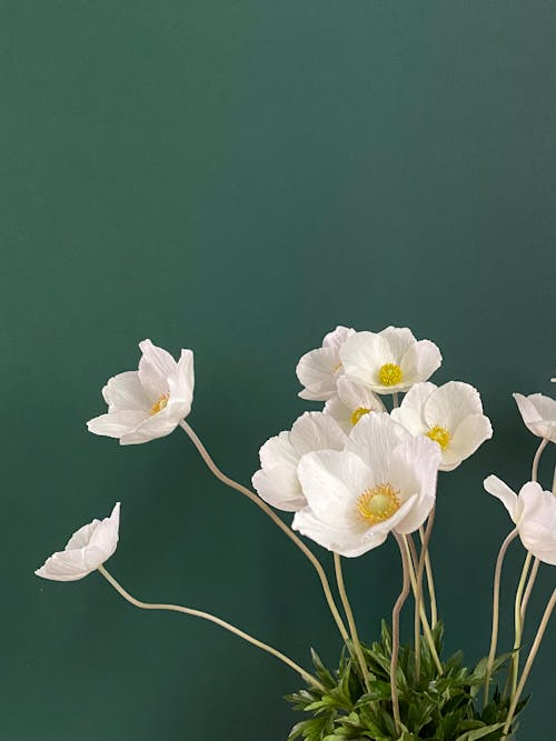 White Anemones against a Green Background