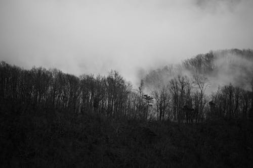 Black and White Photo of Forest on a Foggy Day 