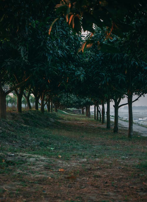 Dark Green Photo of Trees Growing in Rows