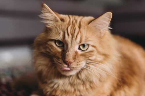 Free Warm and detailed portrait of a ginger tabby cat indoors, showing its expressive eyes and whiskers. Stock Photo