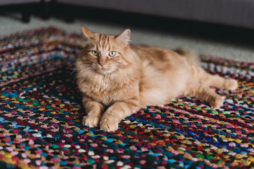 Ginger Cat Lying on Carpet