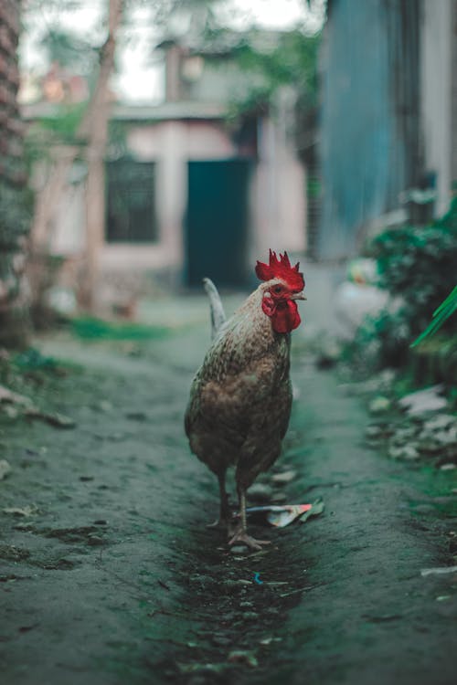 Free Photo Of Rooster In Village ?auto=compress&cs=tinysrgb&w=1260&h=750&dpr=1
