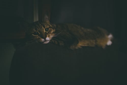 Bezpłatne Brązowy Kot Zdjęcie z galerii