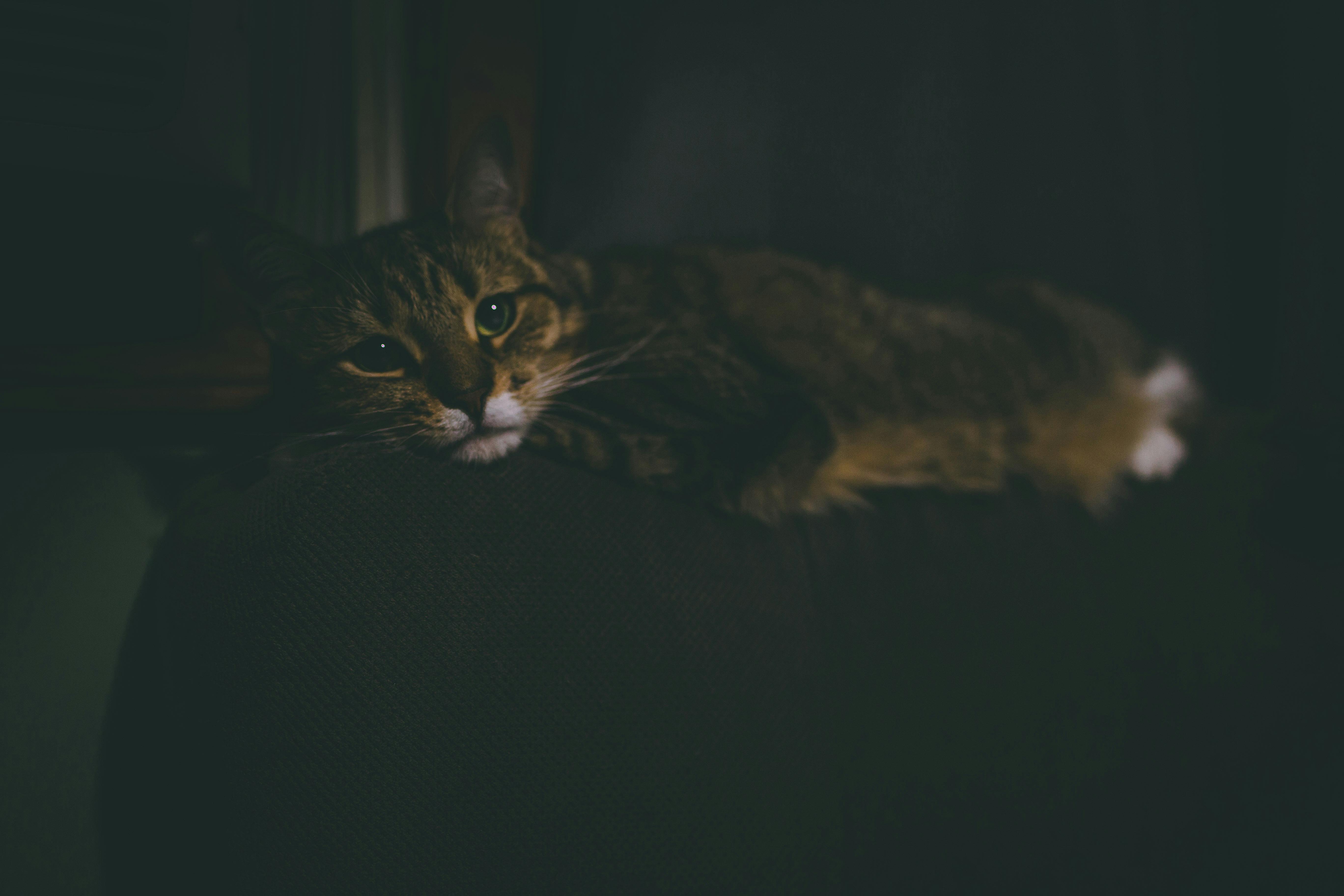 Brown Cat With Green Eyes · Free Stock Photo - 5472 x 3648 jpeg 1049kB