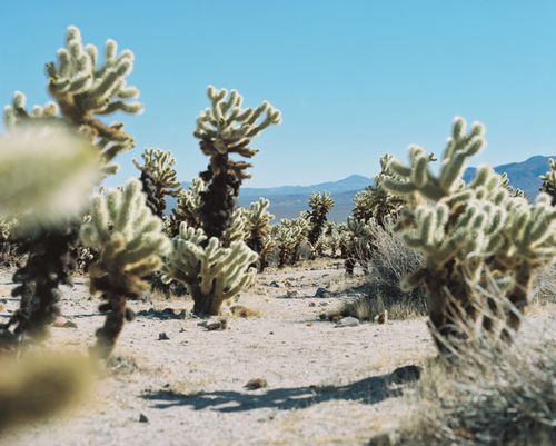Free Explore the vast and arid landscape of Mojave Desert, populated by dense cholla cacti under a clear blue sky. Stock Photo