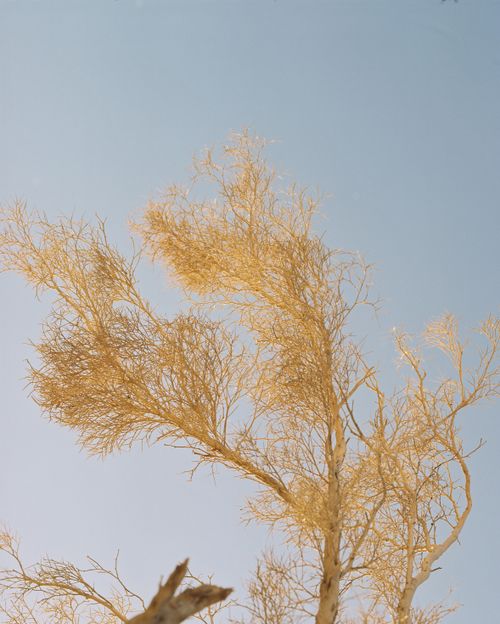 Free Dry, leafless tree reaching into a bright, clear sky, showcasing nature's minimalism. Stock Photo