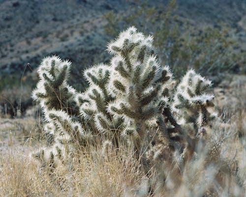 Darmowe zdjęcie z galerii z botanika, kaktus, krajobraz