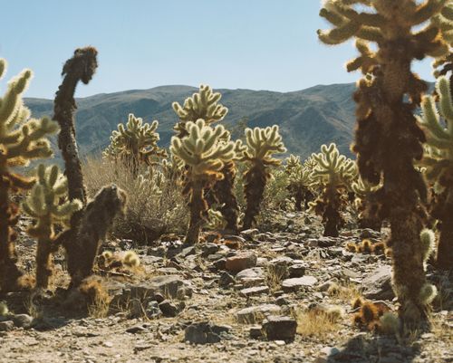 Free Stunning view of cholla cacti under clear skies in rocky desert terrain. Stock Photo