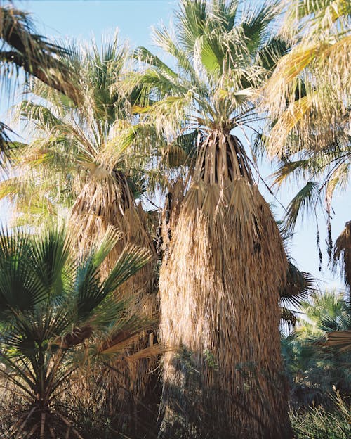 Безкоштовне стокове фото на тему «вертикальні постріл, листя, пальми»