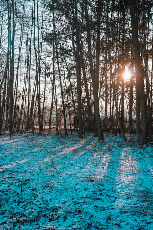 Forest in Winter