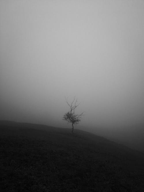 Lone Tree on the Hill in Fog 