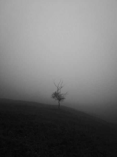 A solitary tree stands alone in a fog-covered landscape, creating a moody and mysterious scene.