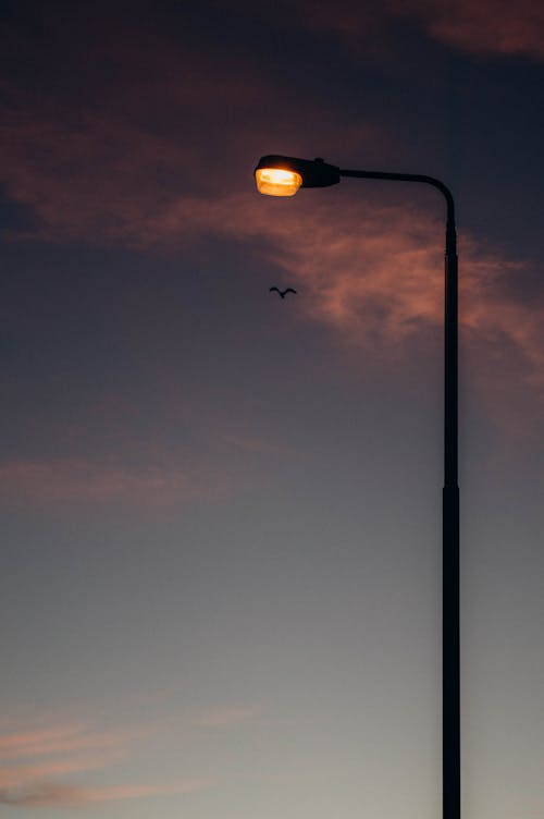 Streetlight and a Silhouette of a Flying Bird at Dusk