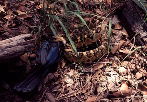 Brown and Black Python on Ground