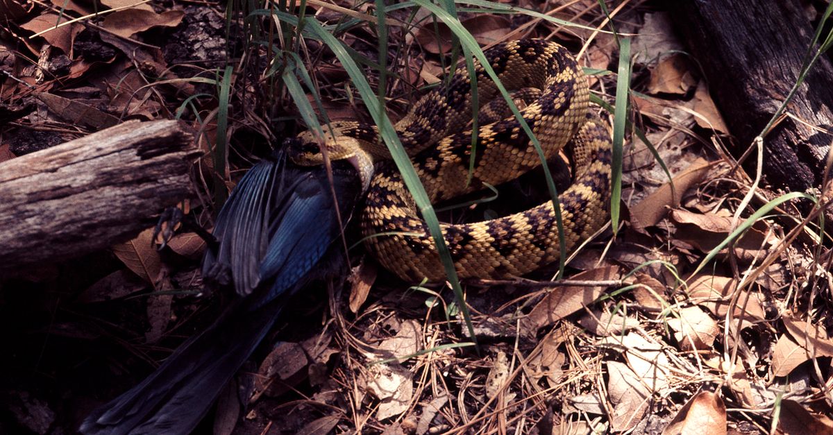 Brown and Black Python on Ground · Free Stock Photo
