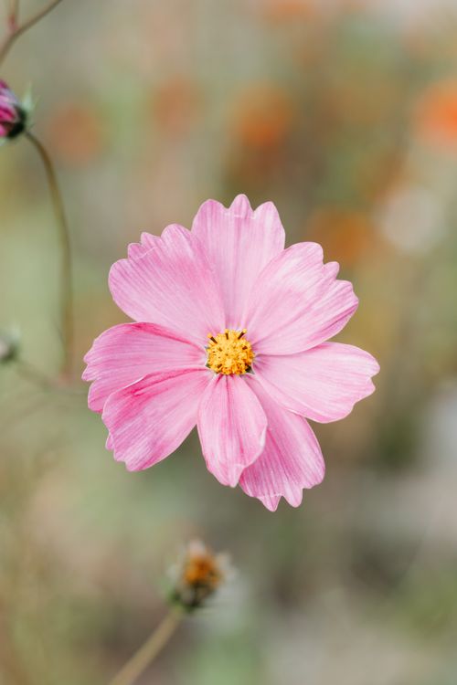 Free Close-up of a vibrant pink cosmos flower in full bloom with soft focus background. Stock Photo