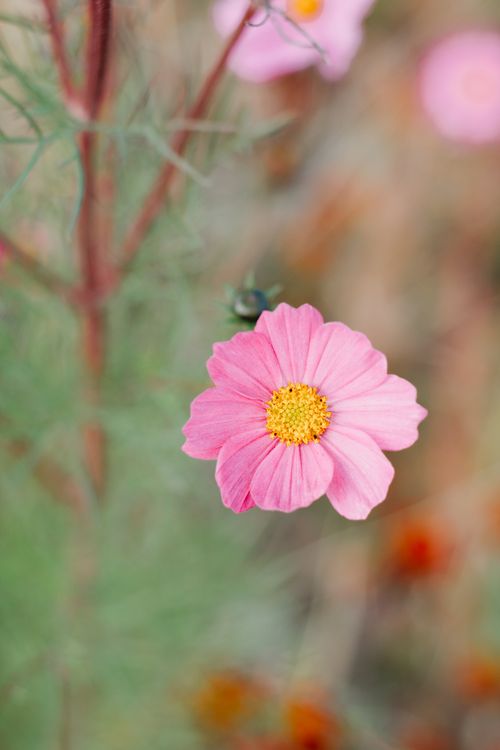 Free Vibrant pink cosmos flower in full bloom, showcasing delicate petals with a soft-focus background. Stock Photo