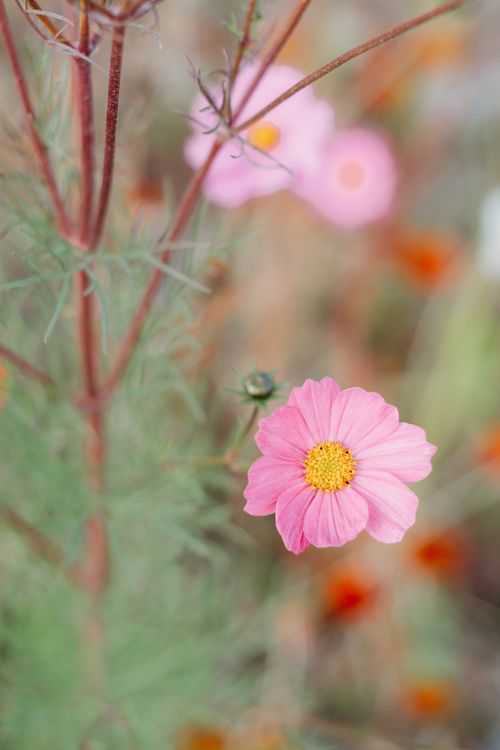 Free Delicate pink cosmos flower with yellow center in vibrant outdoor setting. Stock Photo