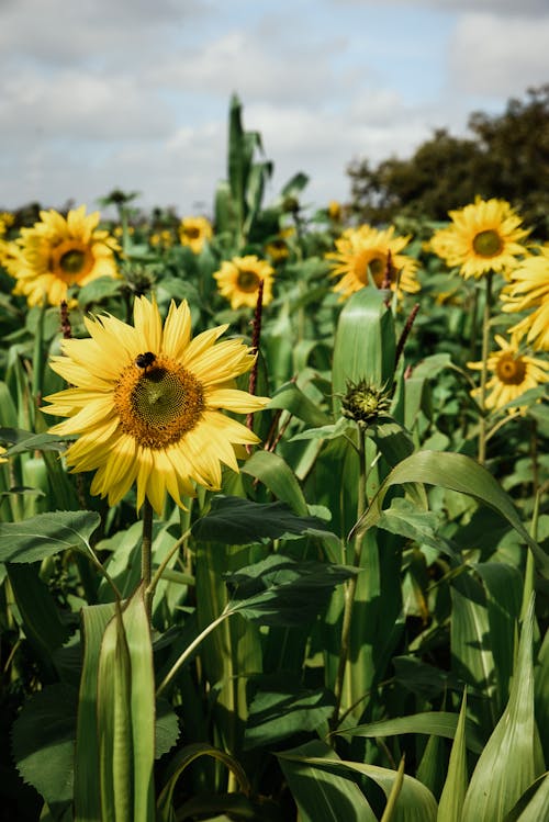 Gratis stockfoto met bij, bloem, bloemblaadje