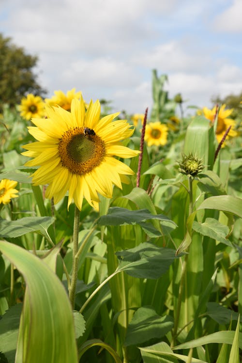 Gratis stockfoto met bij, bloem, bloemblaadje