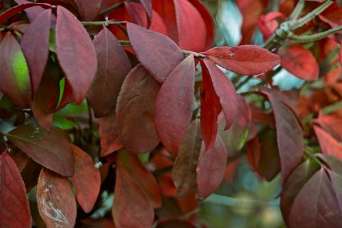 Free stock photo of red flowers