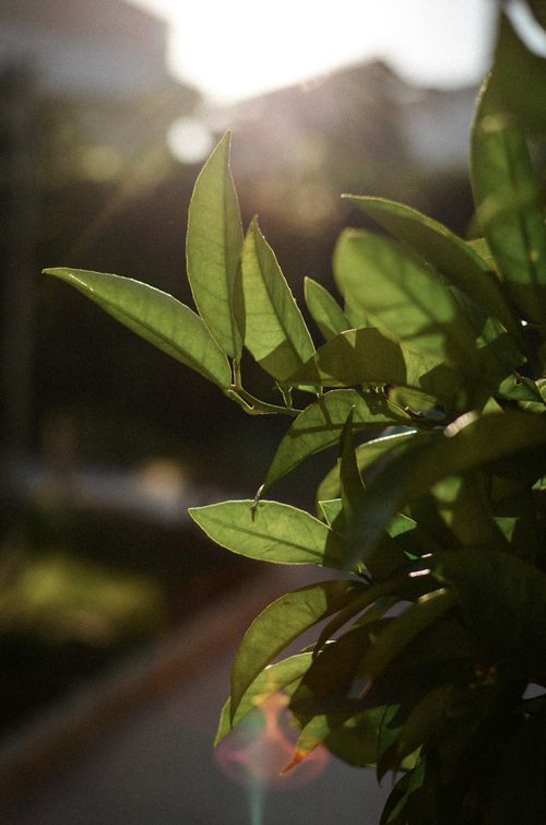 Free Close-up of vibrant green leaves in sunlight, featuring lens flare and blurred background. Stock Photo