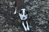 一只快乐的狗在草地上玩球，捕捉到了户外玩耍的快乐时刻