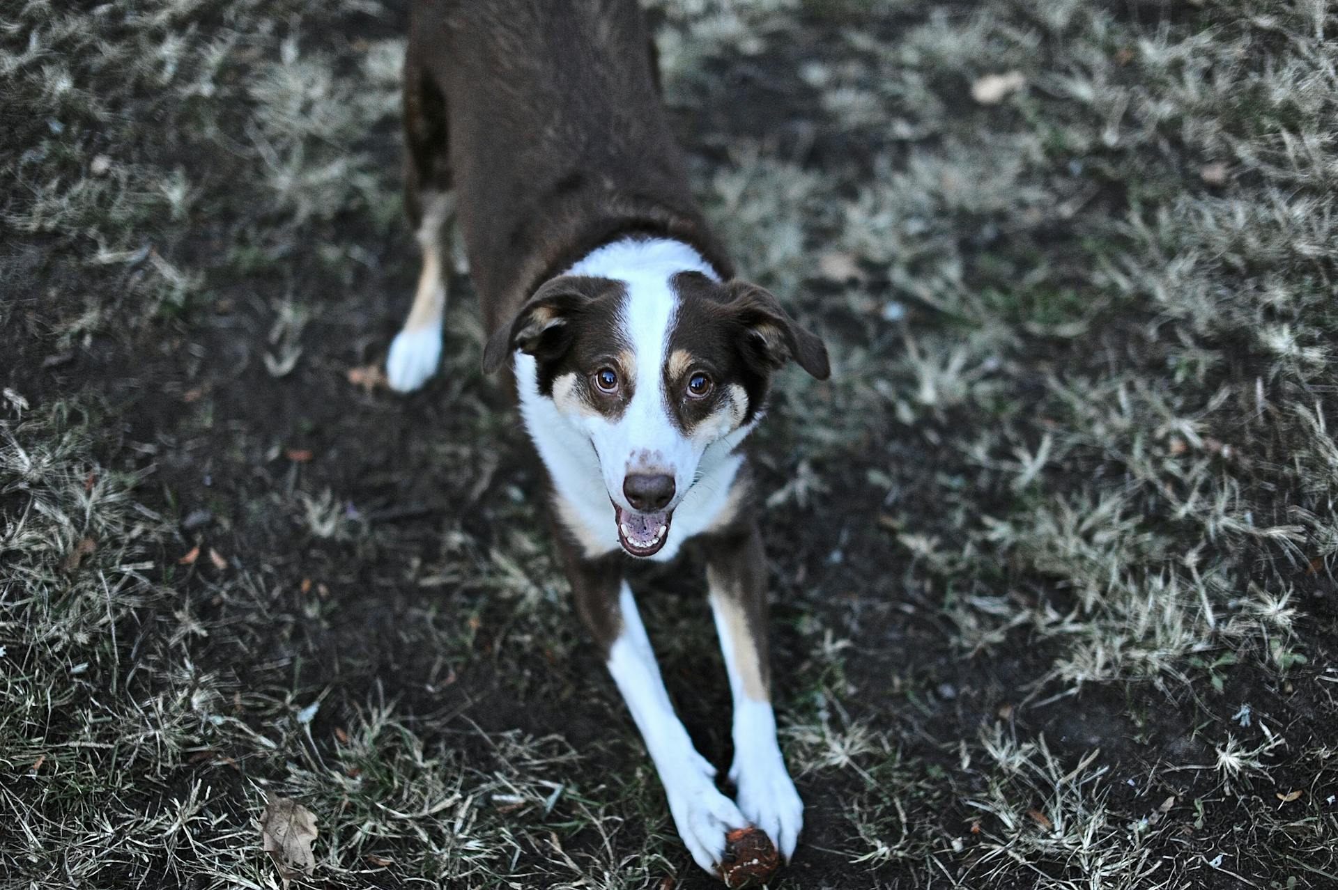 Close-Up of Dog with Toy