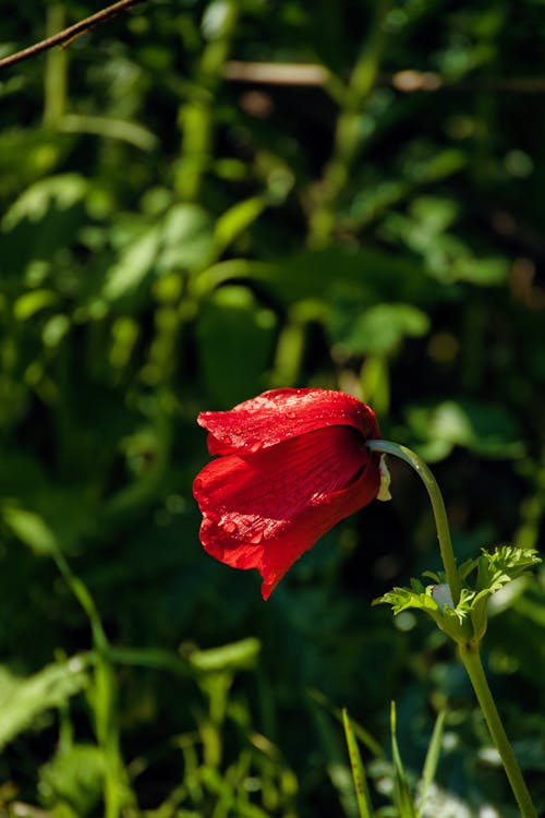 Beautiful Red Flower Near Green Plants