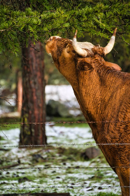 動物, 垂直拍摄, 家畜 的 免费素材图片