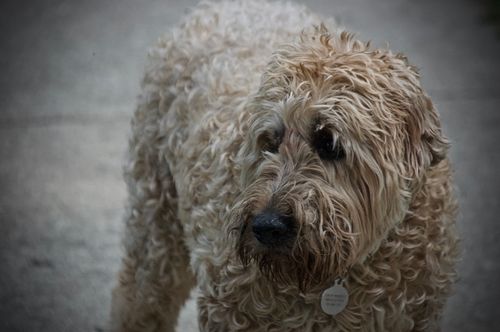 Free stock photo of dog Stock Photo