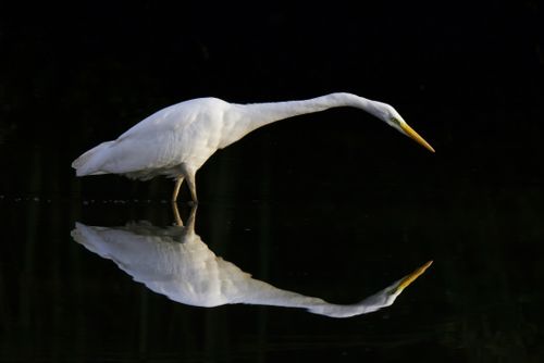 Foto de stock gratuita sobre animal, ave acuática, aves acuáticas, de ...