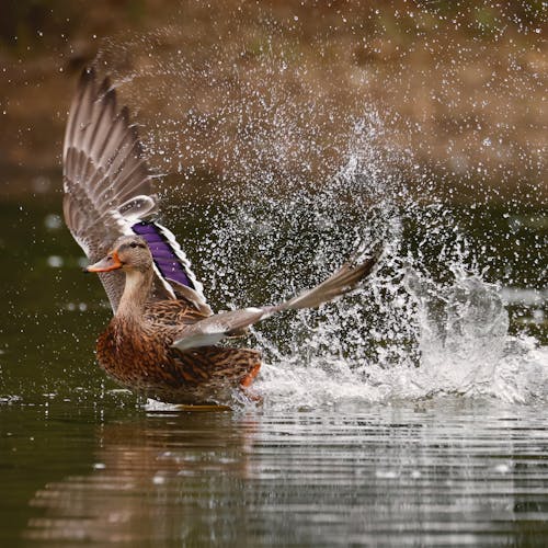 A Duck on a Lake 