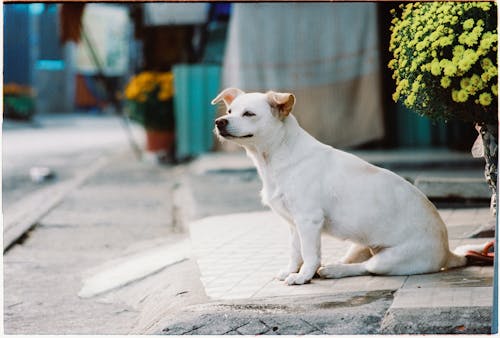 Free Close-up of a White Dog Sitting on the Sidewalk  Stock Photo