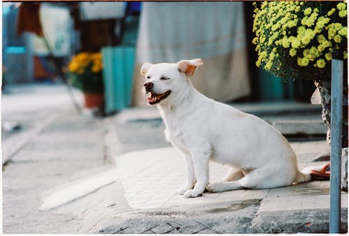 개, 동물, 보도의 무료 스톡 사진